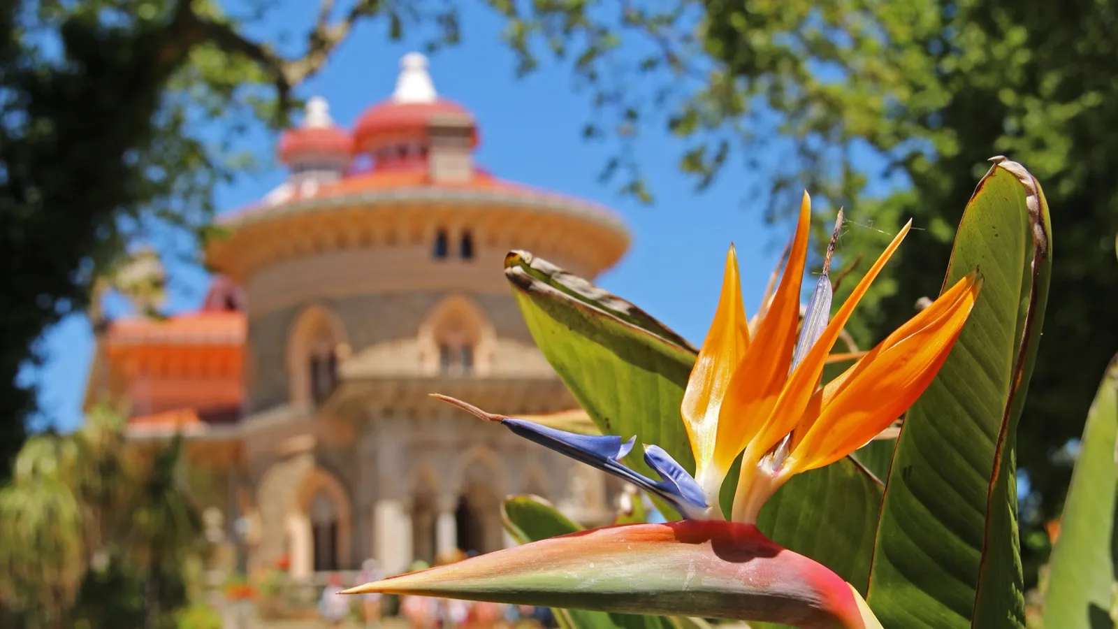 Bird-of-paradise flower blooming in the gardens of Monserrate Palace, Sintra, in spring