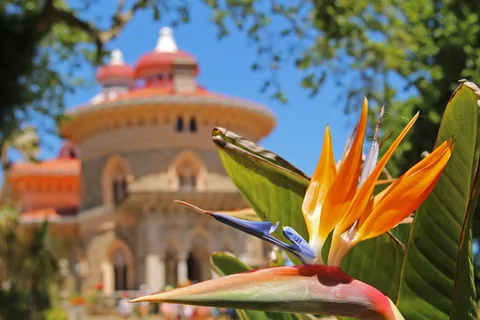 Bird-of-paradise flower blooming in the gardens of Monserrate Palace, Sintra, in spring