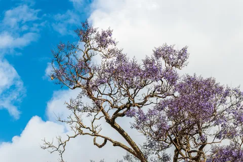 Purple jacaranda tree in full bloom against a blue sky in Lisbon in May