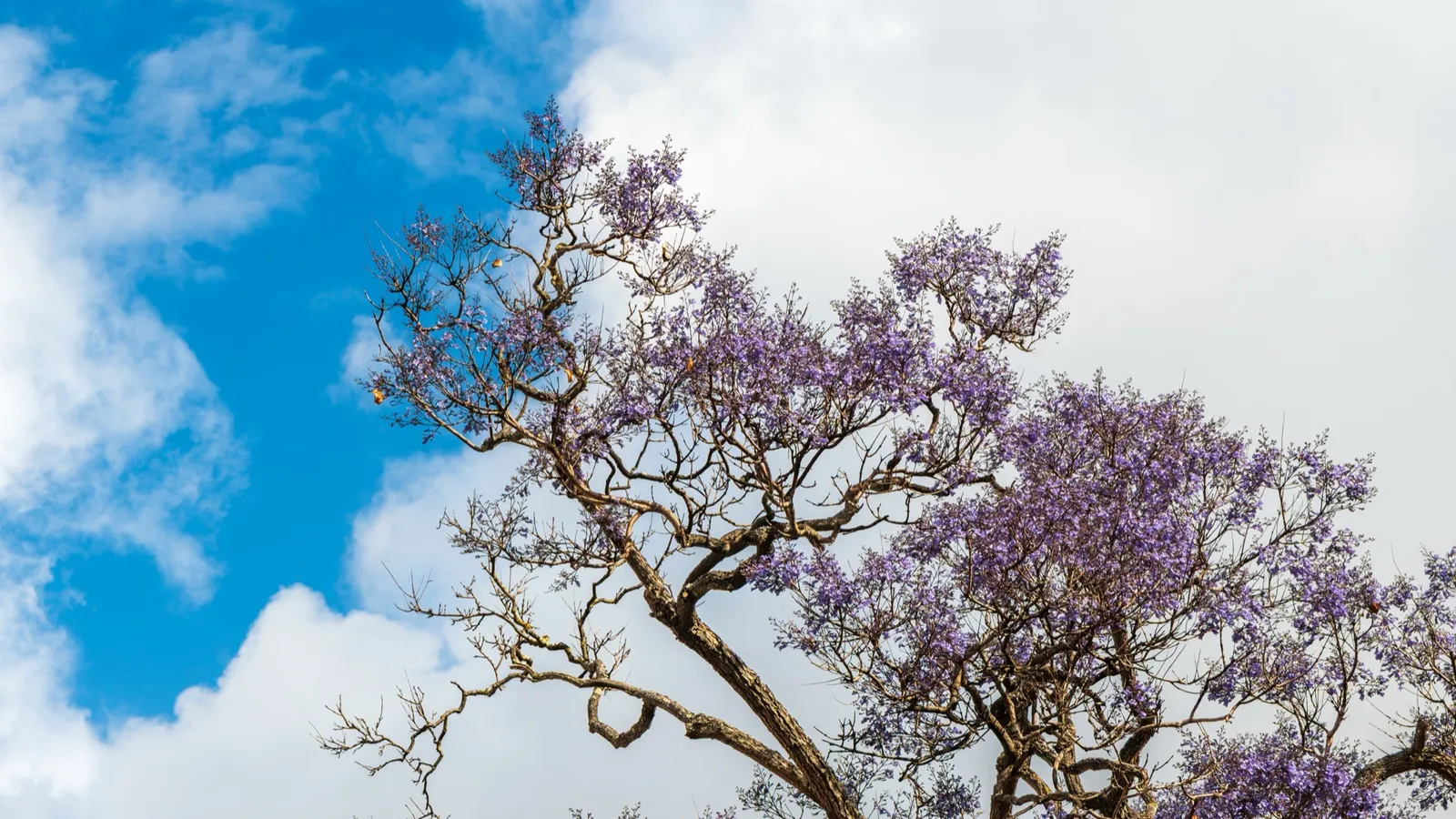 Purple jacaranda tree in full bloom against a blue sky in Lisbon in May
