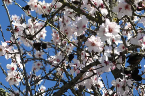 Almond blossoms against a blue sky in the Algarve, spring in Portugal in March