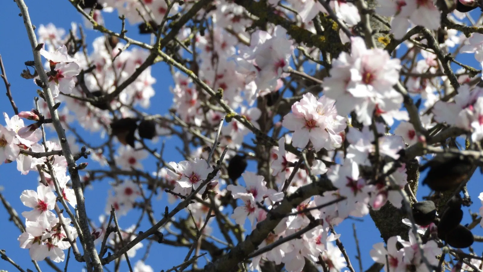 Almond blossoms against a blue sky in the Algarve, spring in Portugal in March
