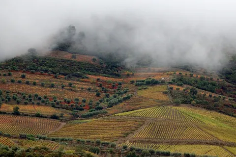 Autumn vineyard terraces in the Douro Valley under low cloud — Portugal in November