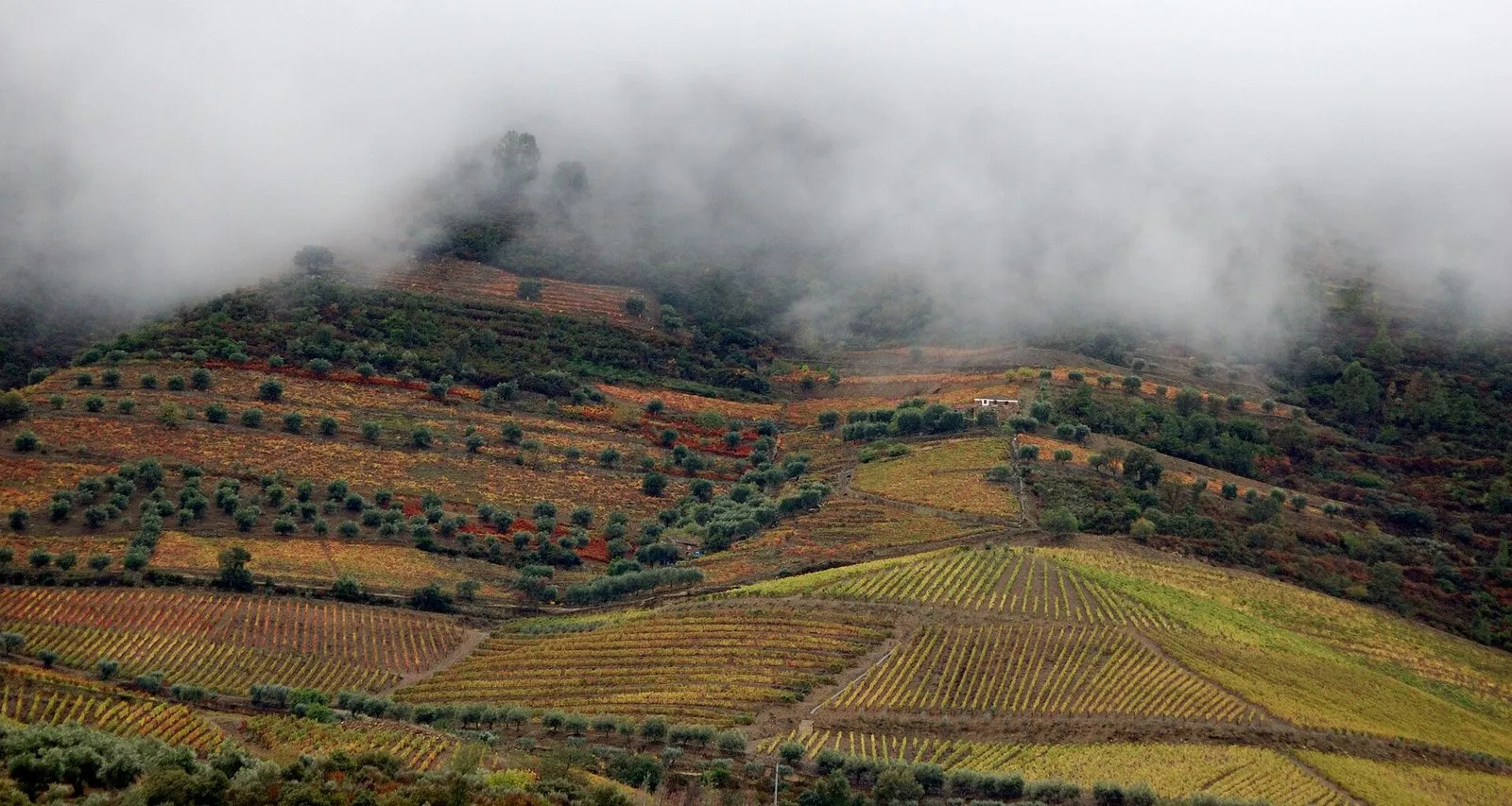 Autumn vineyard terraces in the Douro Valley under low cloud — Portugal in November