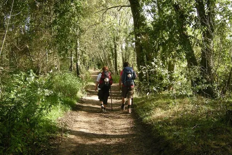 Two pilgrims with backpacks and scallop shells walking a wooded trail on the Caminho de Santiago Portugues in northern Portugal