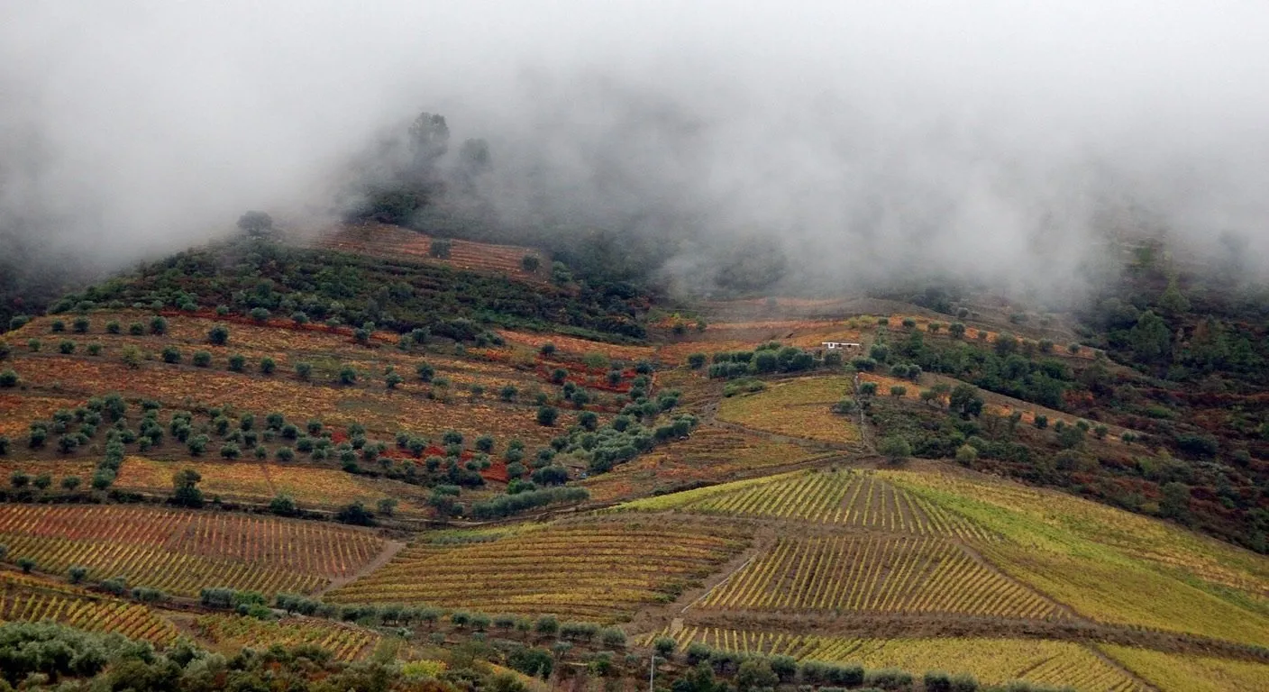 Terraced Douro Valley vineyards in autumn colour with low cloud, Portugal in October