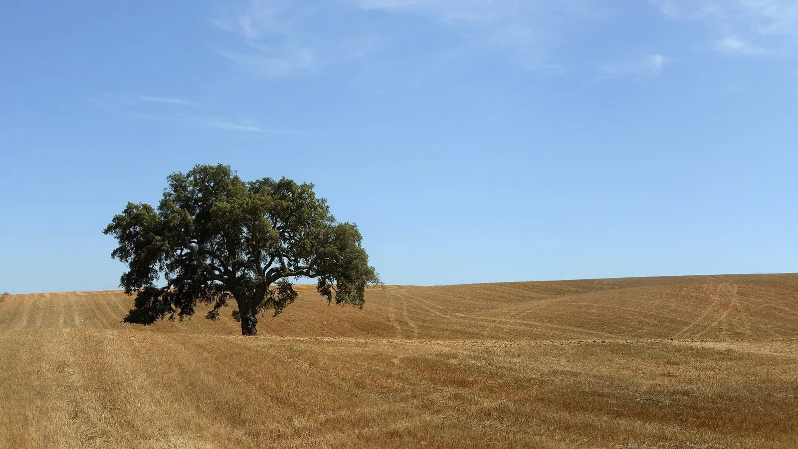 Solitary cork oak in a harvested wheat field in the Alentejo, Portugal
