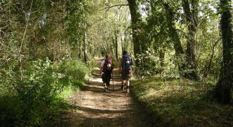 Two pilgrims with backpacks and scallop shells walking a wooded trail on the Caminho de Santiago Portugues in northern Portugal